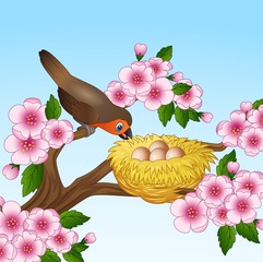 Wall Mural - Robin with egg in the nest isolated on white background