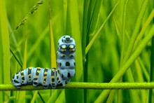Caterpillar 3D