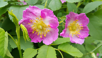 Wall Mural - Flowers of a pink wild rose