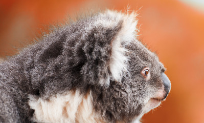 Wall Mural - australian koala outdoors in tasmania, australia
