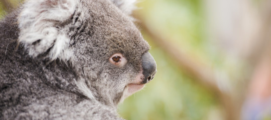 Wall Mural - australian koala outdoors in tasmania, australia