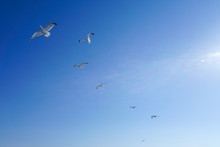 A Folk Of Seagull Bird Fly High In The Clear Blue Sky