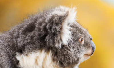 Wall Mural - australian koala outdoors in tasmania, australia