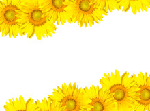Sunflower Frame Isolated On White