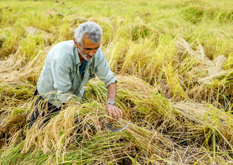 Harvesting on rice plantation