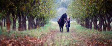 Beautiful Stylish Girl In A Cowboy Hat With A Horse Walking In The Autumn Forest, Country Style