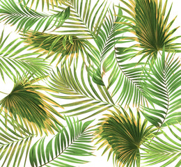  Green leaves of palm tree on white background