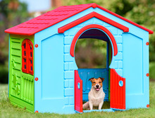 Happy Pet Sitting In Colorful Dog House (made From Kid Playground House)