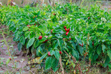 Fototapeta Kuchnia - Bulgarian red pepper on the bush in the garden