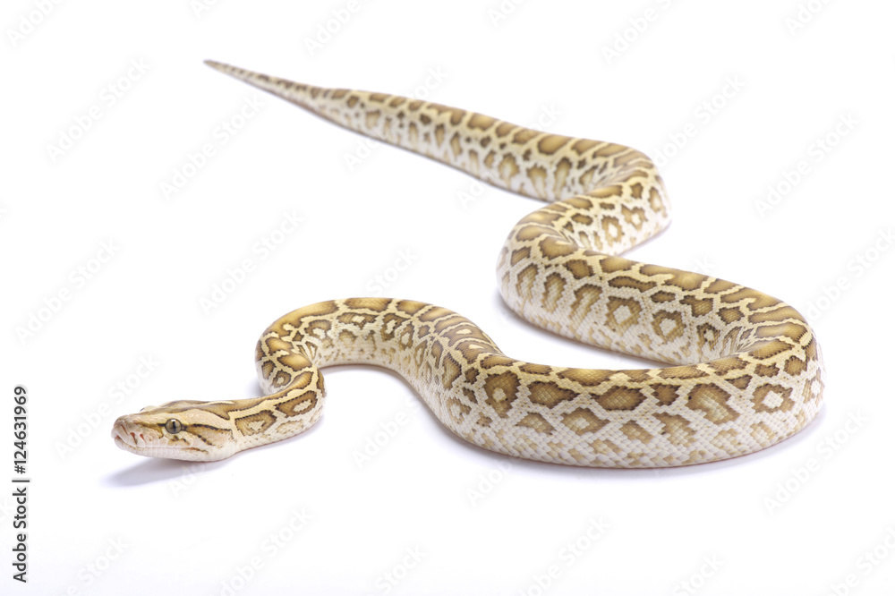 premium photo | snake burmese python molurus... Burmese python,Python bivittatus,hypomelanistic Stock Photo | Adobe Stock