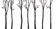 Birch Tree Silhouette Background