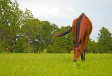 Bay Arabian Horse Grazing On Lush Green Pasture