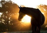 Fototapeta Konie - Beautiful Arabian horse silhouette against morning sun shining through haze and trees