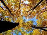 Fototapeta Krajobraz - Colorful leaves on deciduous trees in park during autumn