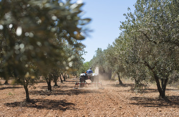 Tractor and olive trees