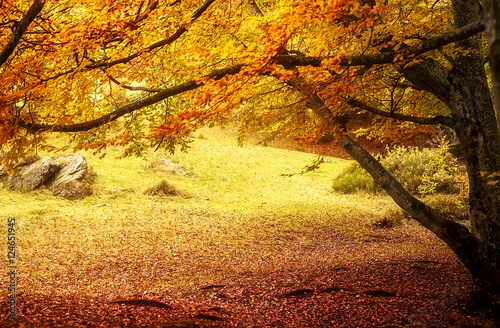 Foto-Schiebegardine mit Schienensystem - autumn landscape. colorful trees in deep forest (von ver0nicka)