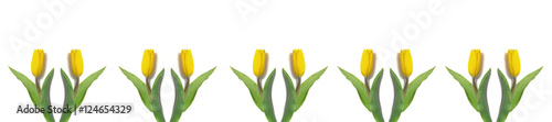 panorama yellow tulips on a white