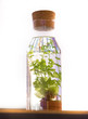 Plant living inside bottle of liquid. White light background.