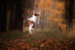 Dog Jack Russell Terrier jump over the leaves