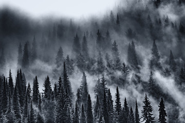 Plakat natura drzewa śnieg