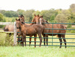 A colt standing in front of a group of fillies along a fence.
