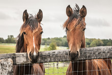 Two Shaggy Yearlings Looking Over The Fence.