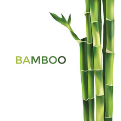  Bamboo  Illustration