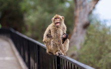 The Barbary Macaque Population In Gibraltar Is The Only Wild Monkey Population In The European Continent. Some Three Hundred Animals In Five Troops Occupy The Area Of The Upper Rock Of Gibraltar.