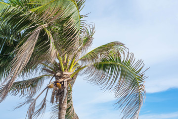 coconut tree