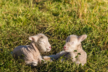 Wall Mural - closeup of two little lambs sleeping on meadow