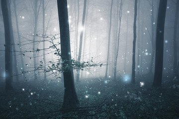 Wall Mural - Dark blue foggy forest fairytale with fireflies bokeh background. Color filter effect used.