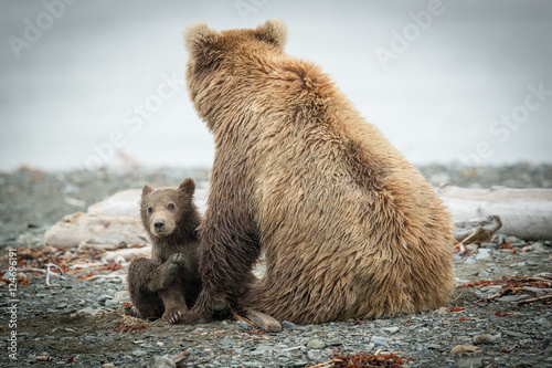 Fotografie, Obraz Alaskan Grizzly sow and cub so cute on beach.
