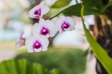 Wall Mural - White orchids in garden, beautiful of white flowers with Selecti