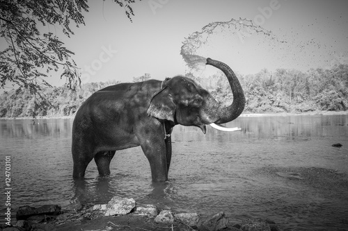 indyjski-slon-w-wodzie
