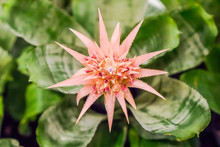 Pink Bromeliad, Aechmea Fasciata, Or Silver Vase, Plant Native To Brazil

