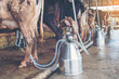 Cow milking facility and mechanized milking equipment in farm.