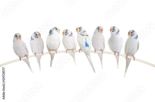Budgie
