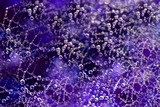 Fototapeta Kwiaty - spider web with water drops