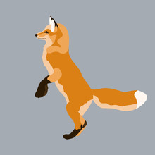 Red Fox Vector Illustration Style Flat
