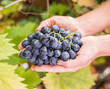 © volff - Purple grape in the hands.