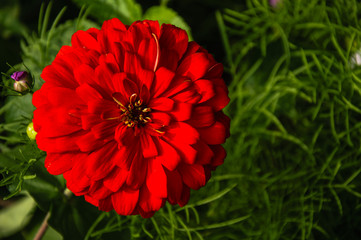 The blossoming gerbera jamesonii flowers closeup in garden 