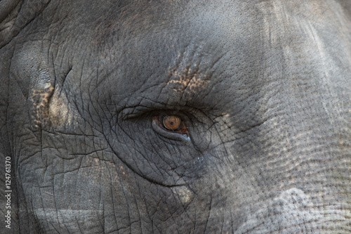 Elephant Eye Close Up Buy This Stock Photo And Explore Similar