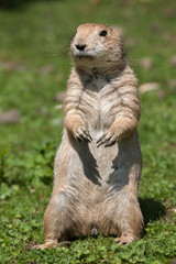 Poster - Black-tailed prairie dog (Cynomys ludovicianus).