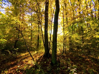 Wall Mural - Yellow colorful leaves on deciduous trees in deciduous forest in wild nature during autumn