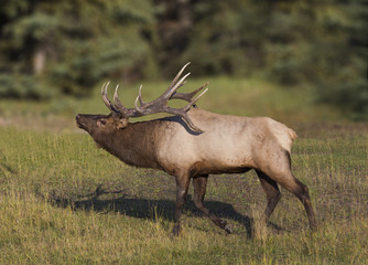 Wall Mural - sensing a mate - a bull elk is receiving the scent of a cow elk in estrous that may be ready to mate
