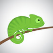 Green cartoon chameleon