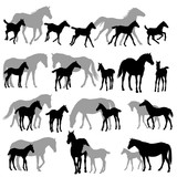 Fototapeta Konie - Silhouettes isolated on white of horses mares and foals

