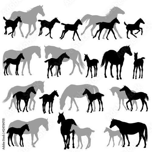 Cuadros en Lienzo Silhouettes isolated on white of horses mares and foals