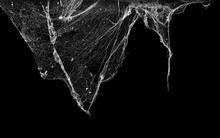 Cobweb Or Spider Web Isolated On Black Background