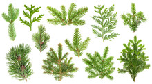 Set Coniferous Tree Branches. Spruce, Pine, Thuja, Fir Twigs